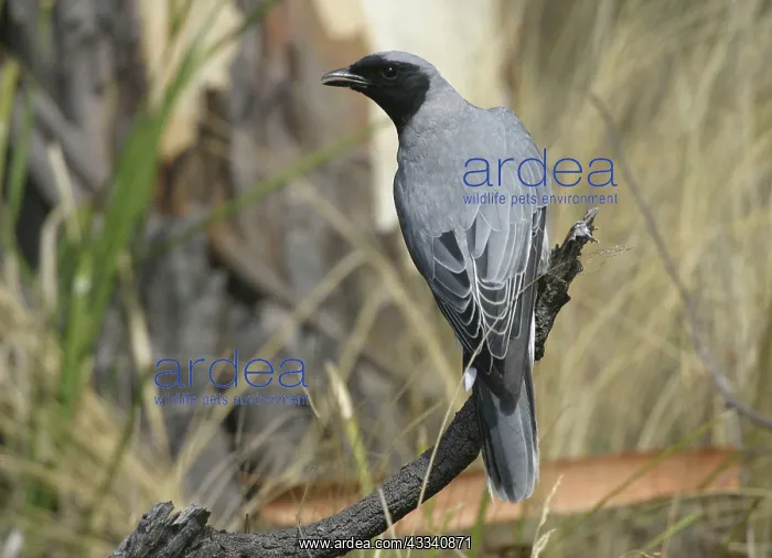: Black-faced CUCKOO SHRIKE : Black-faced CUCKOO SHRIKE