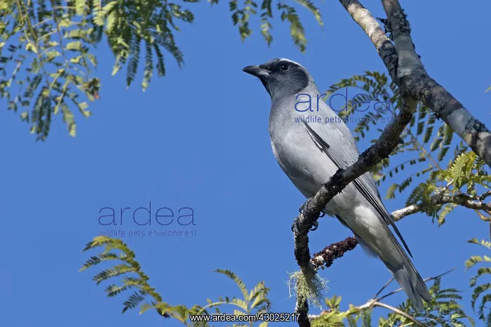 : Black-faced Cuckooshrike : Black-faced Cuckooshrike