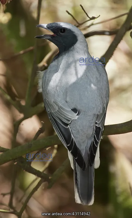 : Black-faced Cuckooshrike : Black-faced Cuckooshrike