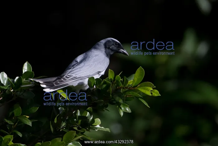 : Black-faced Cuckooshrike - perched on a leafy branch : Black-faced Cuckooshrike - perched on a leafy branch