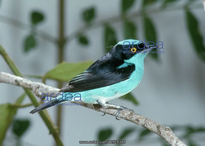 : Black-faced Dacnis - Perched on branch : Black-faced Dacnis - Perched on branch