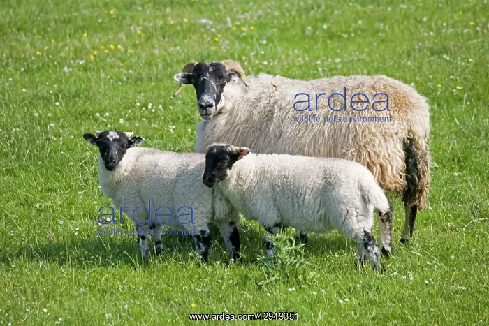 : Black-faced ewe sheep and lambs : Black-faced ewe sheep and lambs