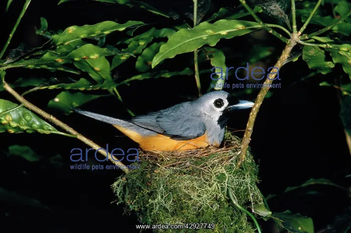 : Black-faced Flycatcher / Monarch : Black-faced Flycatcher / Monarch