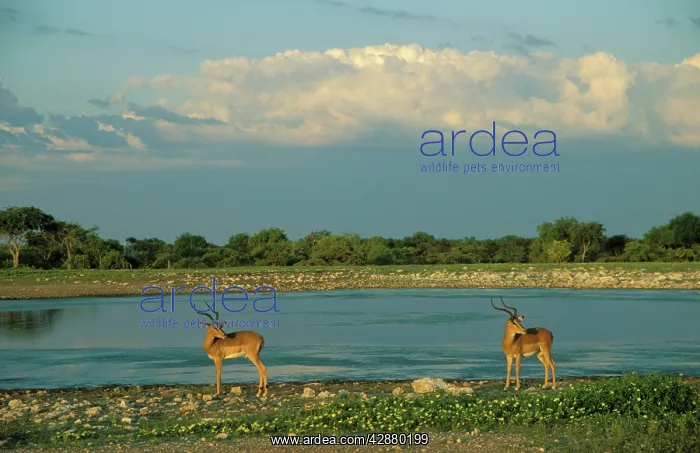  : Black-faced Impala - 2 males at a waterhole; in
