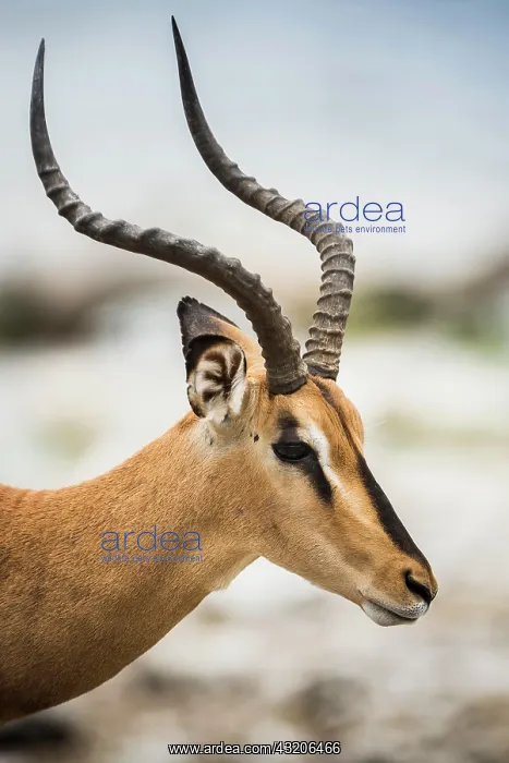 : Black-faced impala (Aepyceros melampus petersi) : Black-faced impala (Aepyceros melampus petersi)