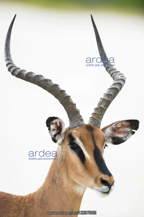 : Black-faced impala (Aepyceros melampus petersi) : Black-faced impala (Aepyceros melampus petersi)