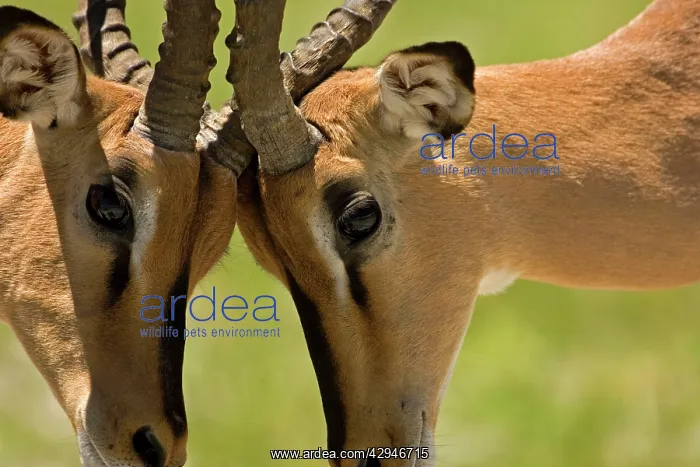 : Black Faced Impala - Males locking horns-close up : Black Faced Impala - Males locking horns-close up