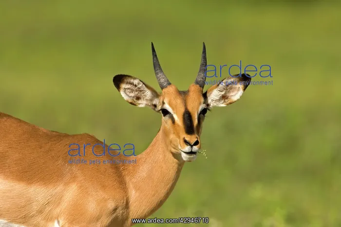 : Black Faced Impala - Portrait of a young male chewing : Black Faced Impala - Portrait of a young male chewing