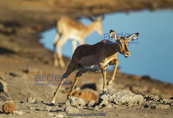 : Black-Faced Impala - running female near a waterhole : Black-Faced Impala - running female near a waterhole
