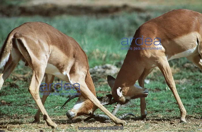: BLACK-FACED IMPALA - x two, sparring : BLACK-FACED IMPALA - x two, sparring