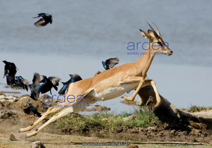 : Black Faced Impala - Young male taking flight with : Black Faced Impala - Young male taking flight with