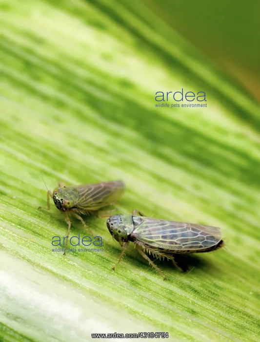 : Black-faced leafhoppers : Black-faced leafhoppers
