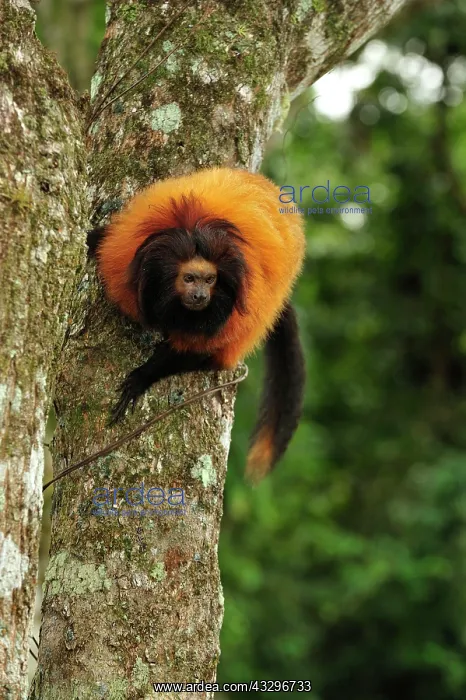 : Black-faced Lion Tamarin / Superagui Lion Tamarin : Black-faced Lion Tamarin / Superagui Lion Tamarin
