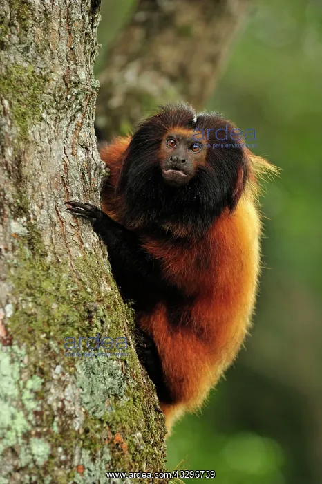  : Black-faced Lion Tamarin  /  Superagui Lion Tamarin