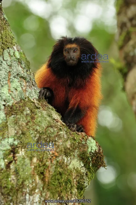 : Black-faced Lion Tamarin / Superagui Lion Tamarin : Black-faced Lion Tamarin / Superagui Lion Tamarin