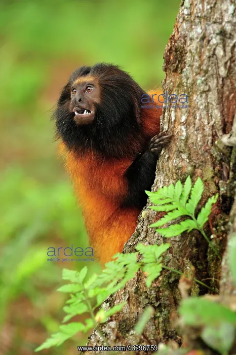  : Black-faced Lion Tamarin  /  Superagui Lion Tamarin