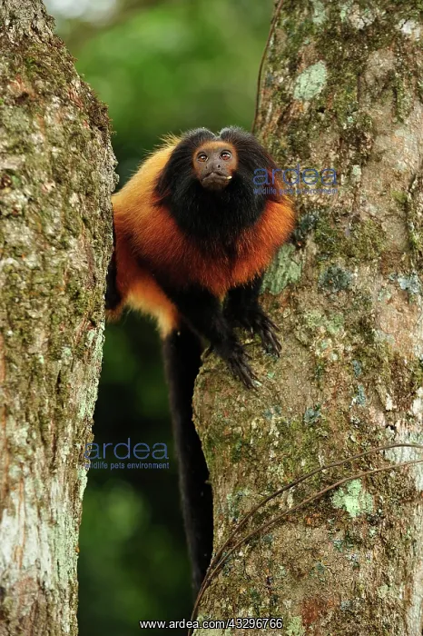 : Black-faced Lion Tamarin / Superagui Lion Tamarin : Black-faced Lion Tamarin / Superagui Lion Tamarin