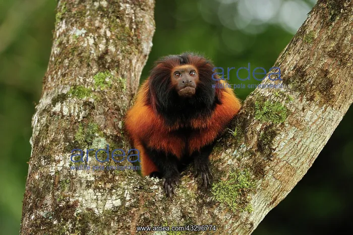 : Black-faced Lion Tamarin / Superagui Lion Tamarin : Black-faced Lion Tamarin / Superagui Lion Tamarin