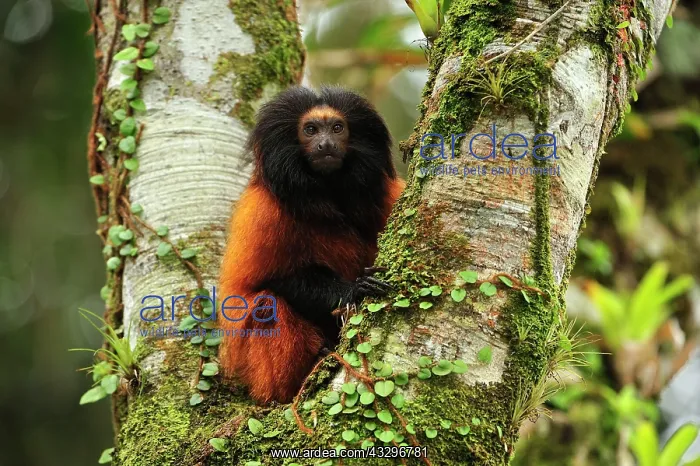 : Black-faced Lion Tamarin / Superagui Lion Tamarin : Black-faced Lion Tamarin / Superagui Lion Tamarin