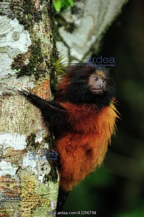 : Black-faced Lion Tamarin / Superagui Lion Tamarin : Black-faced Lion Tamarin / Superagui Lion Tamarin