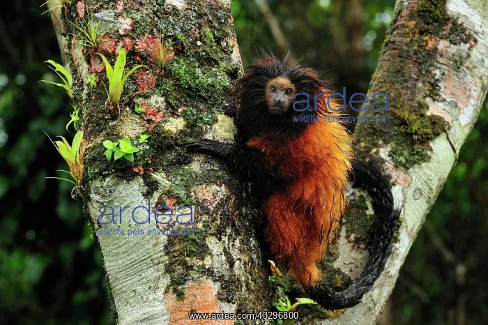 : Black-faced Lion Tamarin / Superagui Lion Tamarin : Black-faced Lion Tamarin / Superagui Lion Tamarin