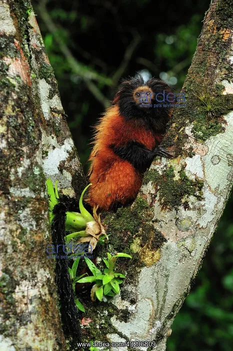 : Black-faced Lion Tamarin / Superagui Lion Tamarin : Black-faced Lion Tamarin / Superagui Lion Tamarin
