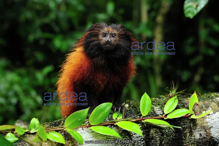  : Black-faced Lion Tamarin  /  Superagui Lion Tamarin