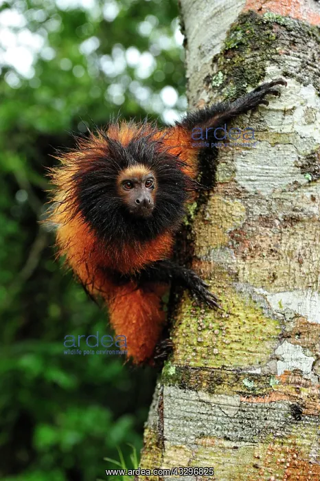 : Black-faced Lion Tamarin / Superagui Lion Tamarin : Black-faced Lion Tamarin / Superagui Lion Tamarin