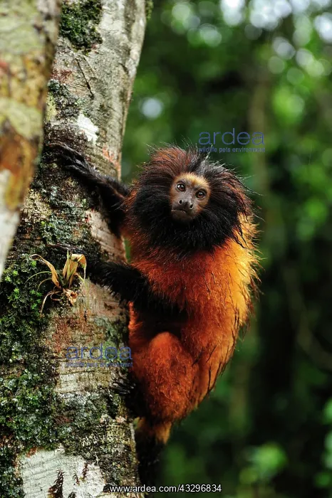 : Black-faced Lion Tamarin / Superagui Lion Tamarin : Black-faced Lion Tamarin / Superagui Lion Tamarin