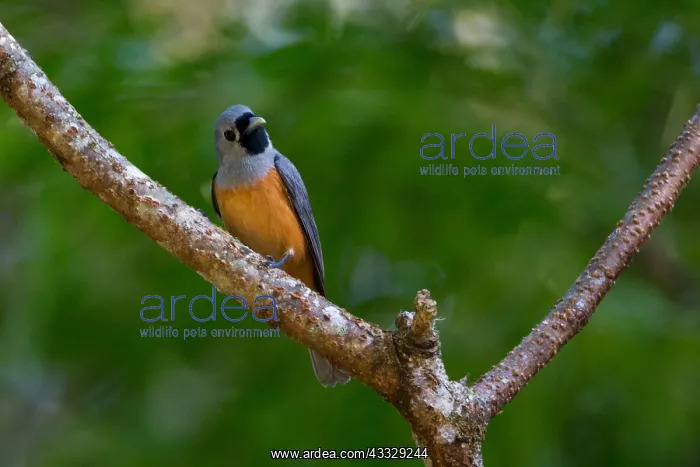 : Black-faced Monarch - Foraging in rainforest - : Black-faced Monarch - Foraging in rainforest -