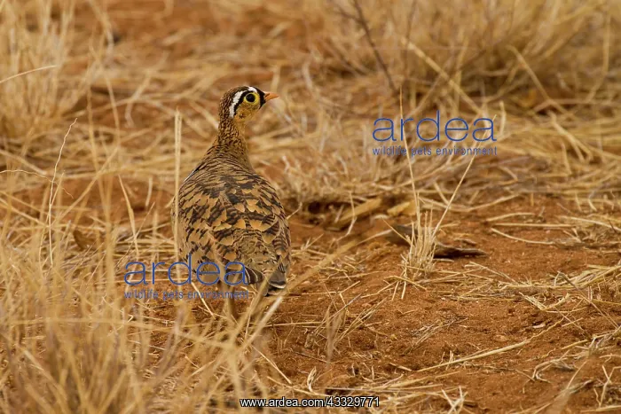 : Black-faced Sand Grouse : Black-faced Sand Grouse