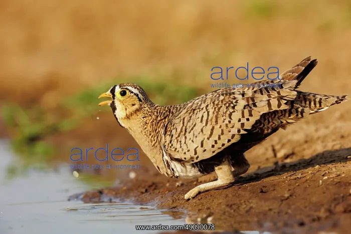 : black-faced sandgrouse (Pterocles decoratus) : black-faced sandgrouse (Pterocles decoratus)