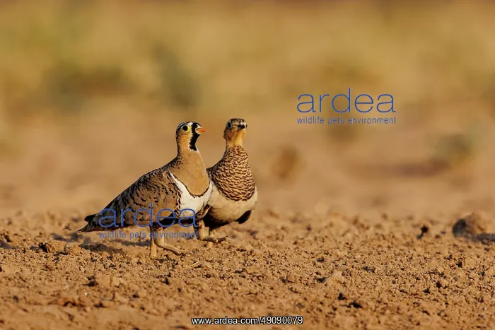 : black-faced sandgrouse (Pterocles decoratus) : black-faced sandgrouse (Pterocles decoratus)
