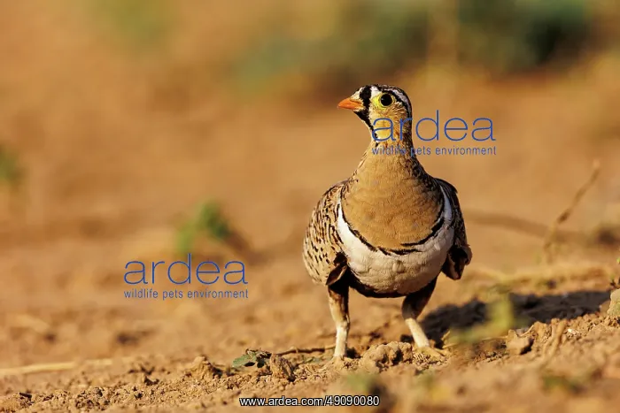 : black-faced sandgrouse (Pterocles decoratus) : black-faced sandgrouse (Pterocles decoratus)