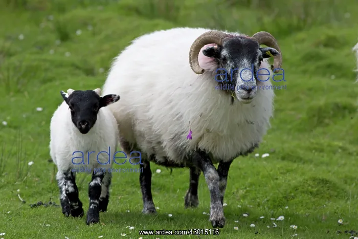 : Black Faced Sheep : Black Faced Sheep