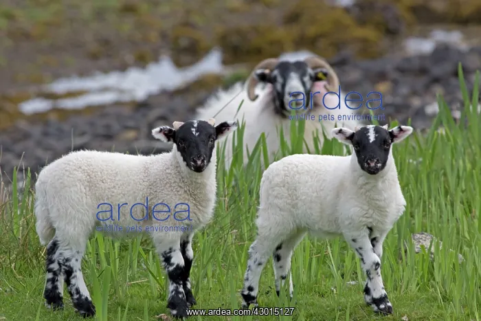: Black Faced Sheep : Black Faced Sheep