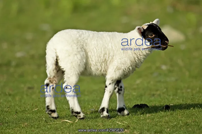 : Black-faced sheep - Lamb with twig in mouth : Black-faced sheep - Lamb with twig in mouth