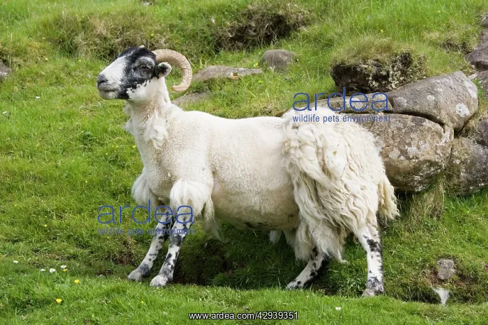: Black-faced sheep rubbing off fleece against rock : Black-faced sheep rubbing off fleece against rock