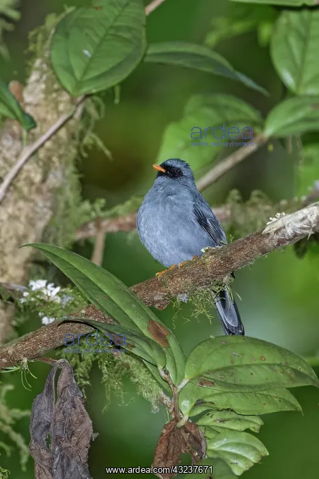 : Black-faced solitaire Myadestes melanops A bird in the : Black-faced solitaire Myadestes melanops A bird in the