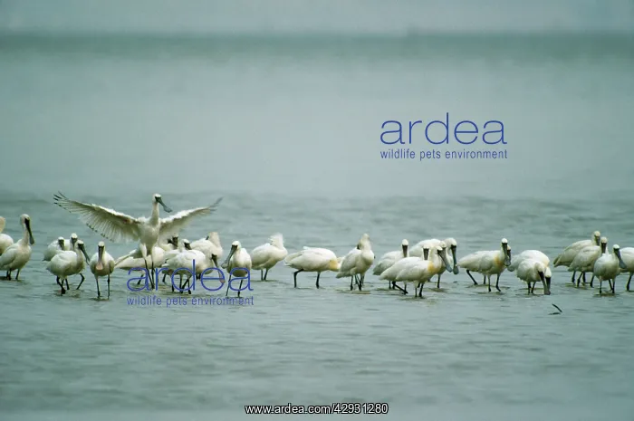 : Black-faced Spoonbill : Black-faced Spoonbill