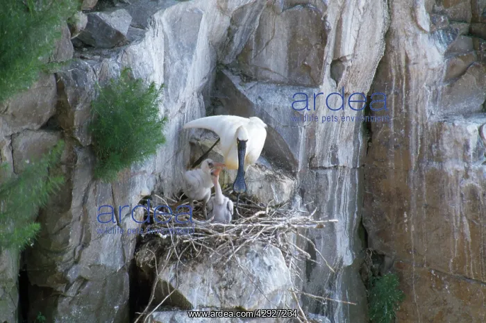 : Black-faced Spoonbill - adult at nest with young : Black-faced Spoonbill - adult at nest with young