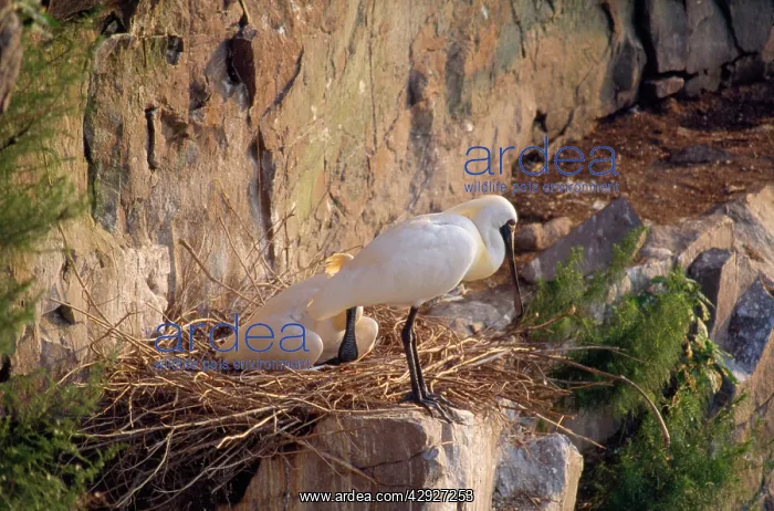 : Black-faced Spoonbill - adults at nest : Black-faced Spoonbill - adults at nest