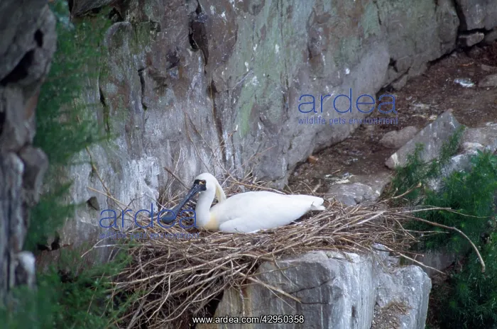 : Black-faced Spoonbill - adults on nest : Black-faced Spoonbill - adults on nest