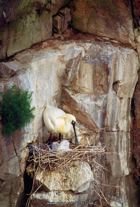 : Black-faced Spoonbill - adults with young : Black-faced Spoonbill - adults with young