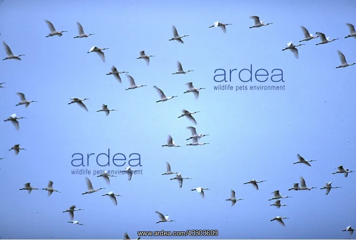 : Black-Faced Spoonbill - flock in flight : Black-Faced Spoonbill - flock in flight