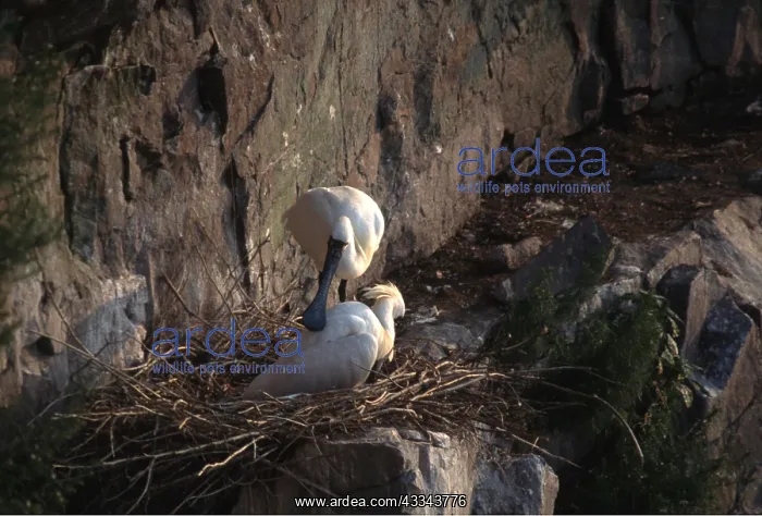 : Black-Faced Spoonbills - pair on nest : Black-Faced Spoonbills - pair on nest