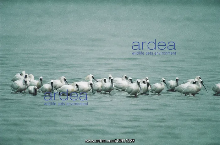 : Black-faced Spoonbills - small flock wading, some : Black-faced Spoonbills - small flock wading, some
