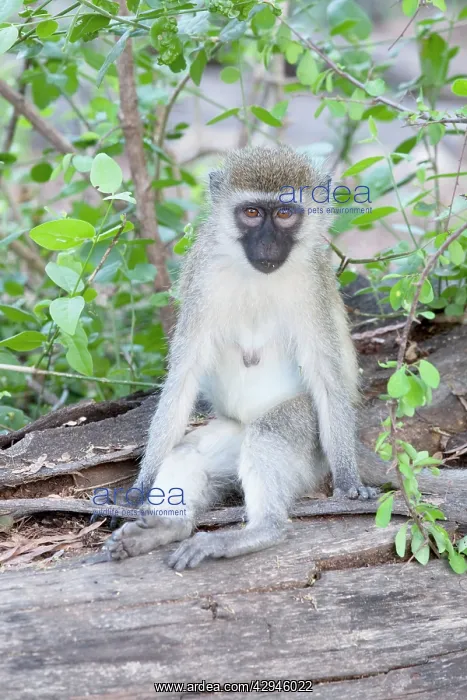: Black-faced Vervet Monkey : Black-faced Vervet Monkey
