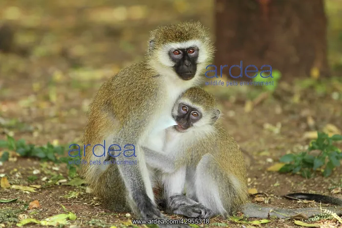 : Black-faced Vervet Monkey - mother and young : Black-faced Vervet Monkey - mother and young