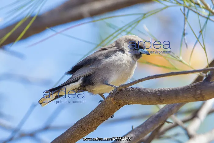 : Black-faced Wood-swallow : Black-faced Wood-swallow